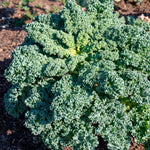 Kale Plant, 4 Inch Pot, Vegetable Kale Plants Potted