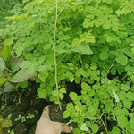 Moringa Tree Live Plant in 4" Pot, Moringa Oleifera Plant 6-10'' Tall, 4'' Potted Plant Ready to Grow Outdoor, No CA