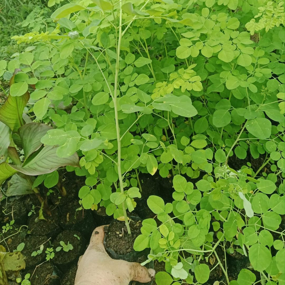Moringa Tree Live Plant in 4" Pot, Moringa Oleifera Plant 6-10'' Tall, 4'' Potted Plant Ready to Grow Outdoor, No CA