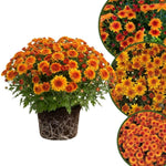 Chrysanthemum Plants Live 4 to 7 Inch Tall, Mum Live Plants, Vibrant Perennial Mums Plants for Planting in Garden (Deep Orange)