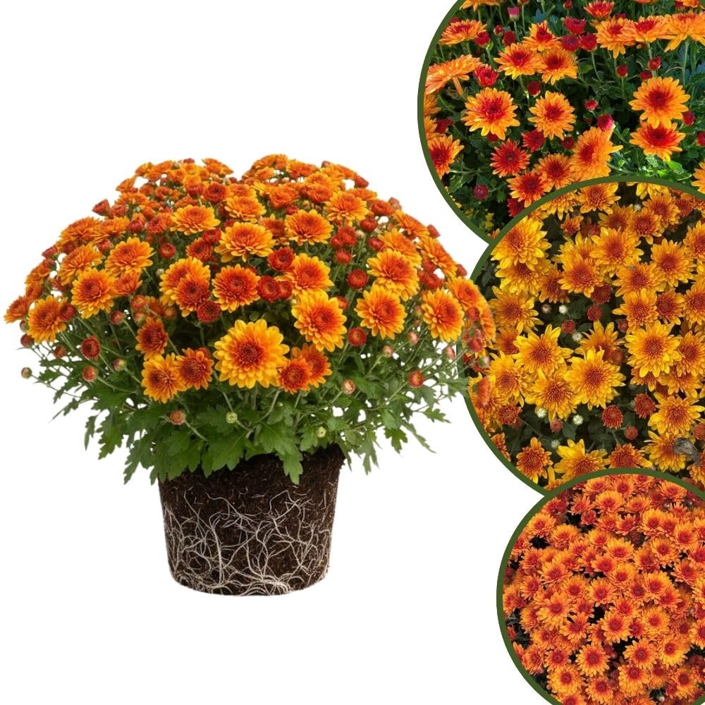 Chrysanthemum Plants Live 4 to 7 Inch Tall, Mum Live Plants, Vibrant Perennial Mums Plants for Planting in Garden (Deep Orange)