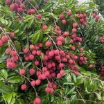 Lychee Fruit Tree Plant, 4 Inc Potted, Lychee Plant Live Sweet Fruit Plant