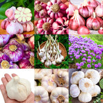 1 Pound Hard Neck Garlic for Planting in Fall, Assorted Mixed Garlic Bulb for Planting, Fresh and High Yield, Cold Hardy, Planting Softneck Hardneck