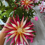 Fishbone Cactus Plant Live, Succulents Plant Live, 4 Inches Pot, Houseplant, Pink Epiphyllum Flower Cactus Live Plant for Home Decoration