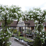 Climbing Roses Live Plants, Well Rooted 5-9" Tall, No Leaf, Ready to Plant Indoor Outdoor, Climber Rose Bush, Hybrid Tea Rose Like, Very Fragrant, Long Bloomer (White)