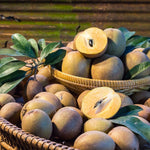 Live Sapodilla Plant 6-10 Inches Tall, Tropical Sapota Fruit Tree in Half Gallon Pot for Planting in Gardens