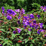 2 Purple Tibouchina Plants Live for Planting 5 to 8 Inch Tall, Purple Princess Tibouchina Live Plant to Grow, Tibouchina Flower