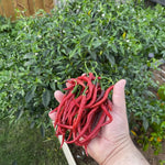 Set 2 Pepper Plants Live for Planting, Pepper Plant, 4-6 Inc Tall, Live Vegetable Plants for Indoor Outdoor Growing (Long Thin Hot Red Peppers)