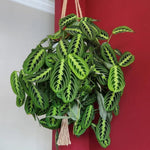 Lemon Lime Maranta Prayer Plant, Lemon Lime Prayer Plant, 4-6 Inch Tall, Rare Houseplant, Live House Plant for Home and Office Decoration