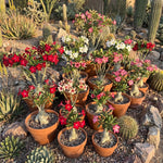 3 Mixed Desert Rose Plants Live, 4-7 Inches Tall, Colorful Adenium Succulent Flowering Plants for Garden and Indoor Pots