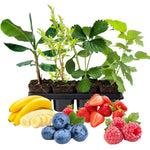 Pack 4 Assorted Fruit Plants Live, Strawberry, Blueberry, Raspberry, Banana (4–8” Tall), Edible Fruit Plants, Easy to Grow Indoor Outdoor