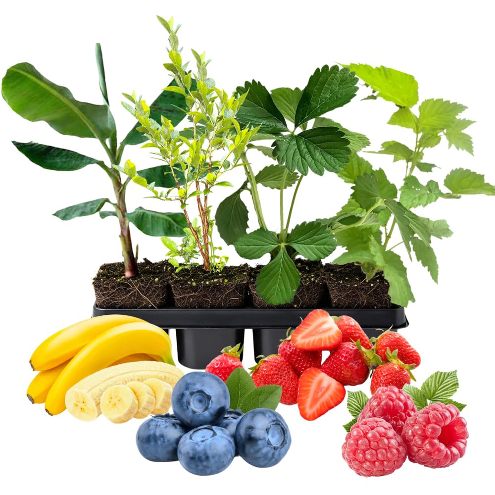 Pack 4 Assorted Fruit Plants Live, Strawberry, Blueberry, Raspberry, Banana (4–8” Tall), Edible Fruit Plants, Easy to Grow Indoor Outdoor