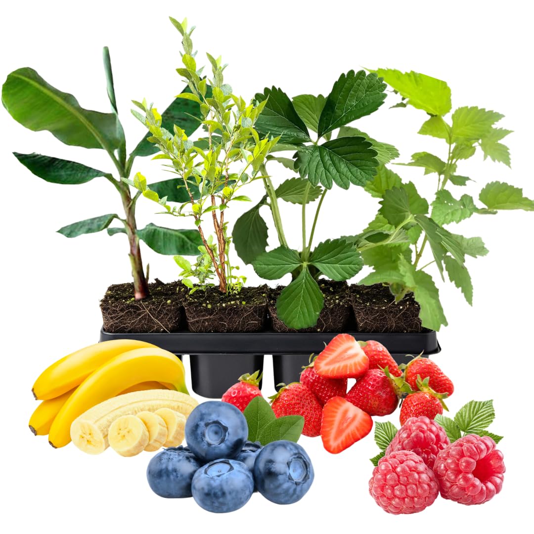 Pack 4 Assorted Fruit Plants Live, Strawberry, Blueberry, Raspberry, Banana (4–8” Tall), Edible Fruit Plants, Easy to Grow Indoor Outdoor