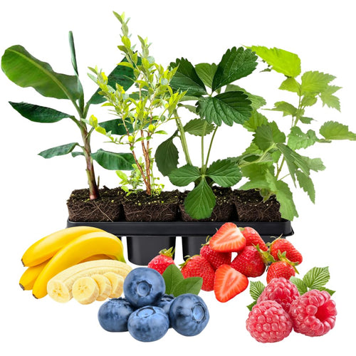 4 Assorted Fruit Live Plants, Edible Fruit Starter Plants, 4-8 Inch Tall