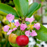 Barbados Cherry Tree Live Plant for Planting, 4-8 Inch Tall, Acerola Barbados Cherry Plant Live, No Pot
