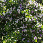 2 Packs Brunfelsia Plants 5-8" Tall, Yesterday, Today, Tomorrow Flowering Shrub, Live Plant for Indoor and Outdoor Gardening, Color-Changing Blooms