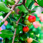 Barbados Cherry Tree Live Plant for Planting, 4-8 Inch Tall, Acerola Barbados Cherry Plant Live, No Pot