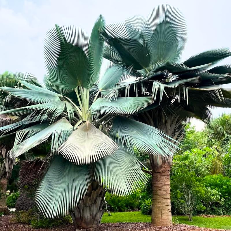 Palm Tree Live Plant, Fully Rooted in 3 Gallon Pot, Rare Tropical Plant Live for Indoor or Outdoor Growing, Giant