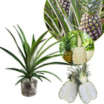 1 White Jade Pineapple Plant Live for Planting, Sweet Pineapple Fruit Tree Live Plant 5 to 8 Inch Tall, Pineapple Starter Plants
