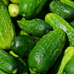 2 Green Cucumber Plants Live, 5 to 9'' Tall, Cucumber Vegetable Garden Plants Fast Growing Outdoor
