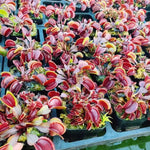 3 Rare Live Venus Fly Traps for Outdoor Indoor Planting, Random Different Cultivar Venus Flytrap Plants Zones 8-10 Growing