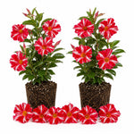 2 Red Stripe Mandevilla Plants Live 4–7" Tall, Live Mandevilla Flowering Tropical Vines for Patio, Containers and Backyard Landscaping
