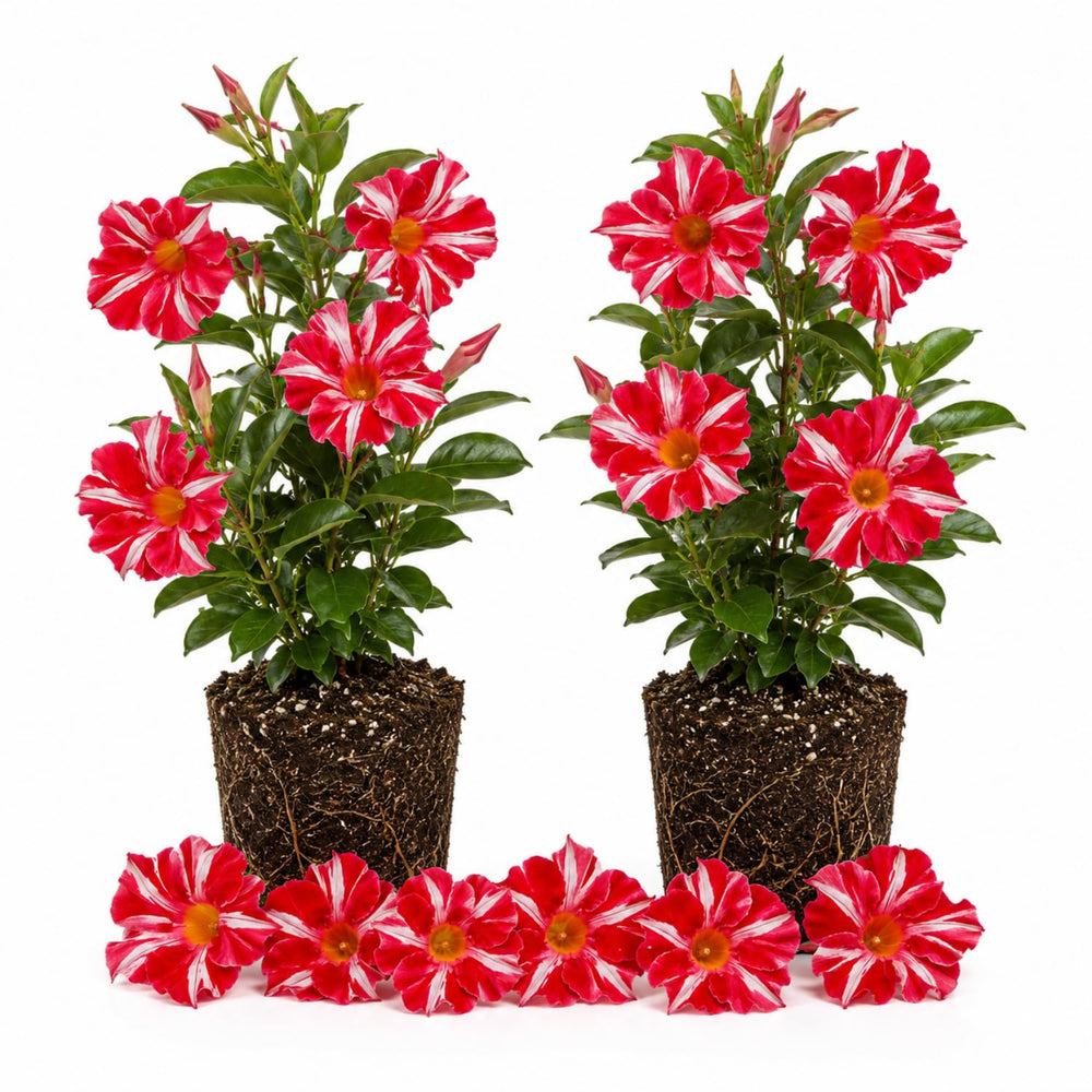 2 Red Stripe Mandevilla Plants Live 4–7" Tall, Live Mandevilla Flowering Tropical Vines for Patio, Containers and Backyard Landscaping