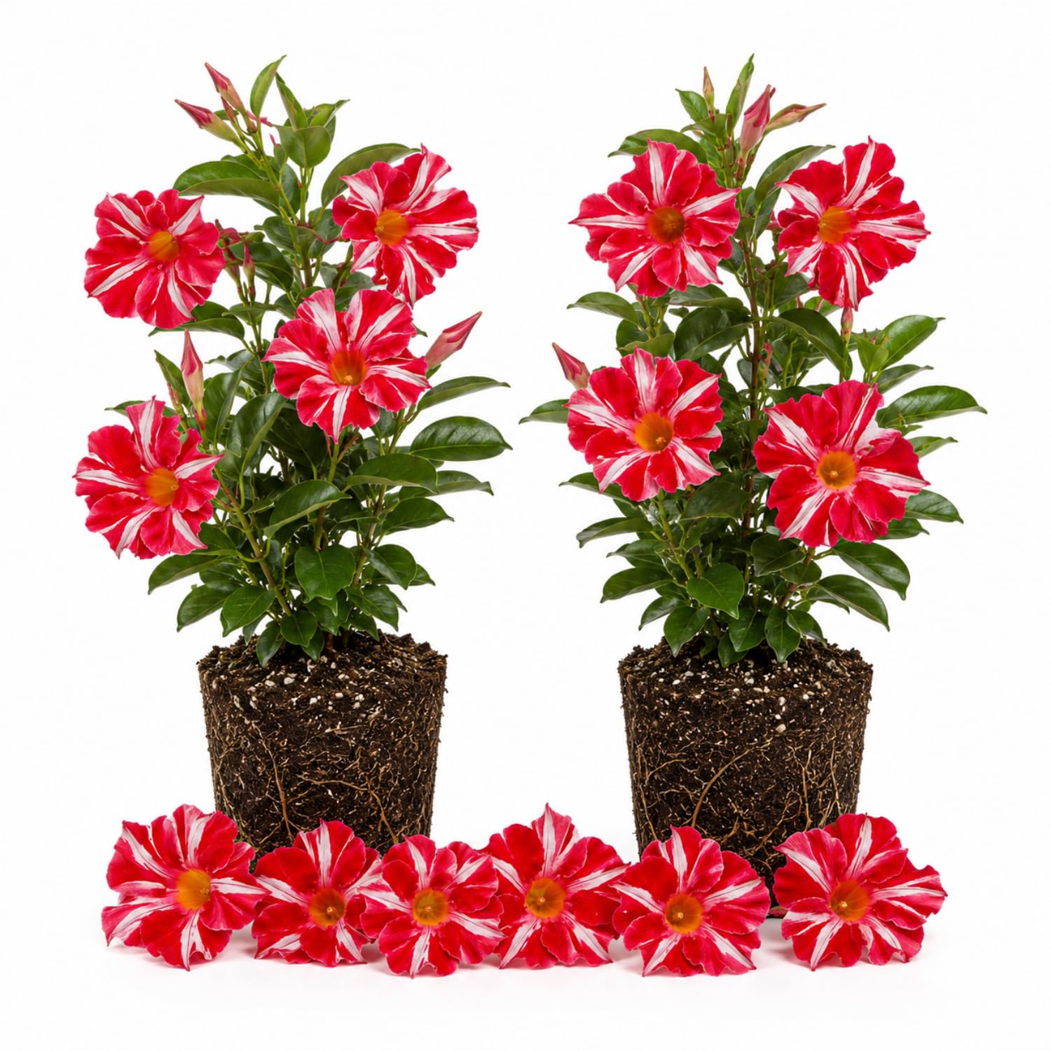 2 Red Stripe Mandevilla Plants Live 4–7" Tall, Live Mandevilla Flowering Tropical Vines for Patio, Containers and Backyard Landscaping