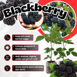 2 BlackBerry Plants Live for Planting, 4 to 8 Inch Height, BlackBerry Bush Live Plant, Sweet Blackberries Fruit Seedlings (Ouachita BlackBerry)