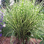 2 Zebra Grass Plants Live for Spring Planting, Size 5-9" in Tall, Oranamental Grass for Outdoor Indoor