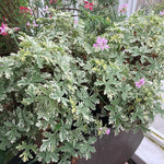 2 Variegated Scented Geranium Plants Live 4–7 Inches Tall, Fragrant Flowering Geranium Herb Plant, Indoor Outdoor Container Plant for Garden