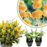 2 Butterfly Bush Live Plants, Yellow Buddleia Shrubs, 5–9 Inch Tall, Fragrant Flowering Shrubs, No Pot