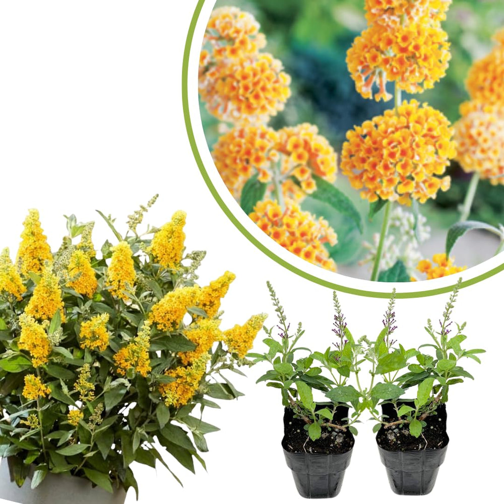 2 Butterfly Bush Live Plants, Yellow Buddleia Shrubs, 5–9 Inch Tall, Fragrant Flowering Shrubs, No Pot