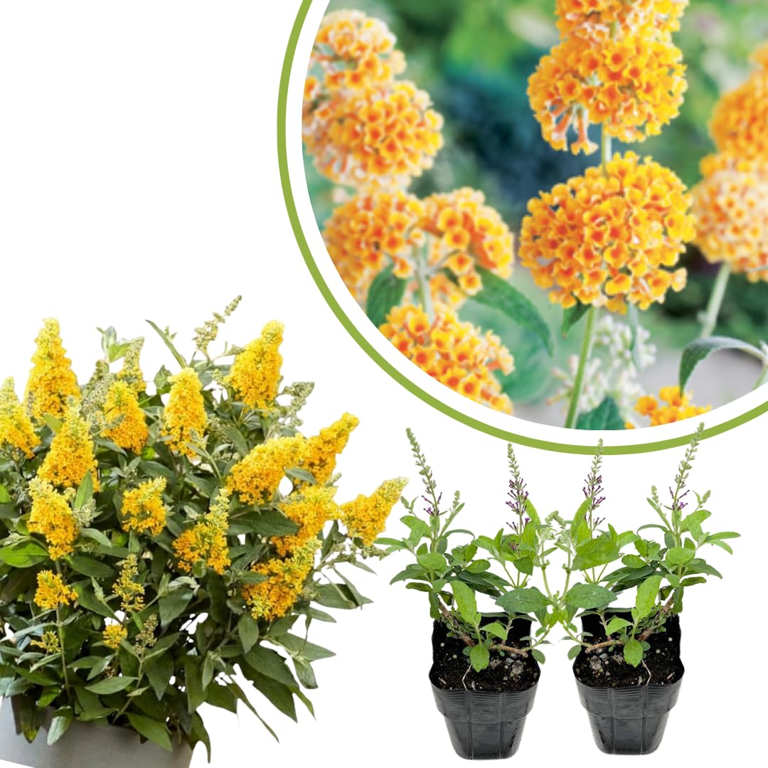 2 Butterfly Bush Live Plants, Yellow Buddleia Shrubs, 5–9 Inch Tall, Fragrant Flowering Shrubs, No Pot