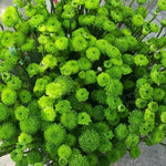 Chrysanthemum Plants Live 4 to 7 Inch Tall, Mums Live Plants, Vibrant Perennial Mum Plant for Planting in Garden (Green)