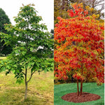 4 Sassafras Trees Live Plants No Pot, No CA, Dormant in Winter, 10 Months Old Tree for Outdoor Planting, Winter Hardy, 6-12"