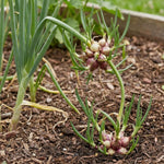 10 Egyptian Walking Onion Bulbs, Perennial Onion Topsets for Planting