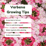 Set 2 Verbena Live Plants, Perennial Verbena Flowers, Long-Lasting, Hardy Flowering Plant for Planting (White)