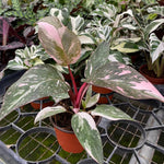 2 Pink Philodendron Plants, Variegated Leaf Houseplant, Tropical Indoor Plant 5 to 8 Inches Tall Well-Rooted, No Pot