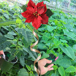 2 Multi Varieties Poinsettia Plants Live, Dwarf Red Poinsettia Flowers for Holiday Christmas Gift, Decoration Houseplant 5-10" in Tall, No Pot