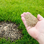 Zoysia Empire Grass Seeds, 10000 Seed Count, Zoysia Seeds for Low-Maintenance Lawn and Backyard Landscaping