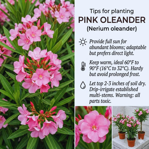 2 Live Oleander Plants, Pink Oleander Plants from 4 to 7 Inches Long