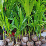Yellow Coconut Tree Plant Sprouted, Coconut Plant Live, 6 to 8 Inc Tall, Gardening Outdoor