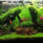 300 Aquarium Water Grass Seeds - Water Grass Ground Covering Seeds Plants for Landscaping and Aquarium Decoration