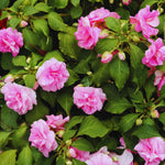 2 Impatiens Plants Live, Impatiens Flower Live Plant, 5 to 7 Inc Tall, Annual Flower Hanging Basket Plants Outdoor Indoor (Double Pink)