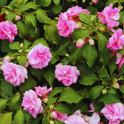 2 Impatiens Plants Live, Impatiens Flower Live Plant, 5 to 7 Inc Tall, Annual Flower Hanging Basket Plants Outdoor Indoor (Double Pink)