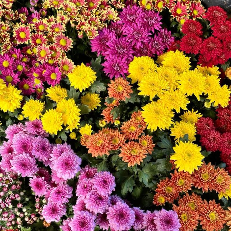 3 Assorted Mum Plants, Mix Chrysanthemum Live Plant for Planting, Size 4 to 6 Inch Tall, Vibrant Blooms, Perennial Mum Garden Live Plants
