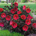 Hibiscus Tree Live Plants for Outdoor Planting, Vibrant Blooms, Size 5-9 Inc in Tall, Dormant in Winter, Spring Fast-Growing (Red)