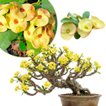 Yellow Crown of Thorns Plant Live, Euphorbia Milii Succulent Live Plant, 4-8 Inch Tall Flowering Houseplant with Year-Round Blooms, No Pot