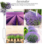 French Lavender Plants Live, Size 5-9" in Tall, Purple and Fragrant Lavender Bush for Indoor Outdoor Growing, Spring Bloom